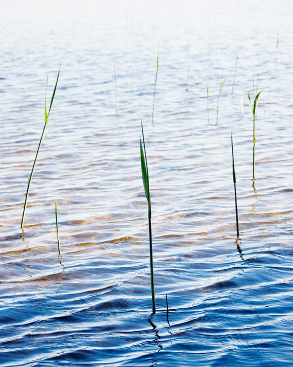 Nydalasjön - Fotograf Lars-Göran Norlin