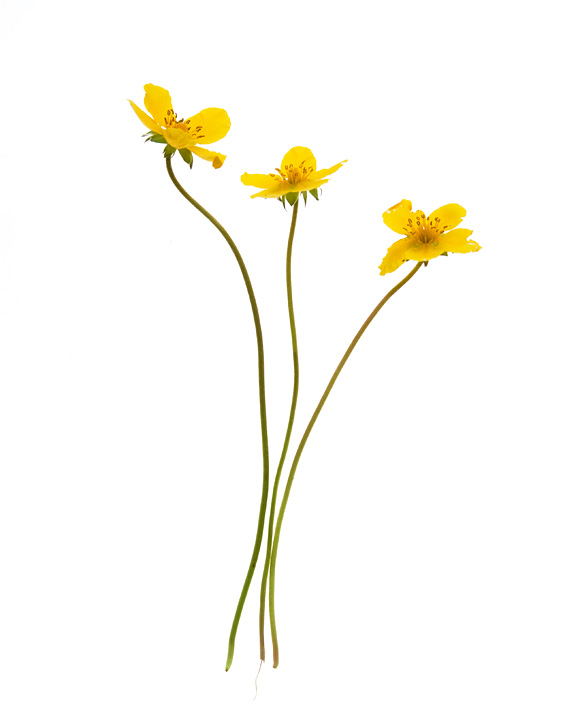 Smörblommor - © Fotograf Lars-Göran Norlin