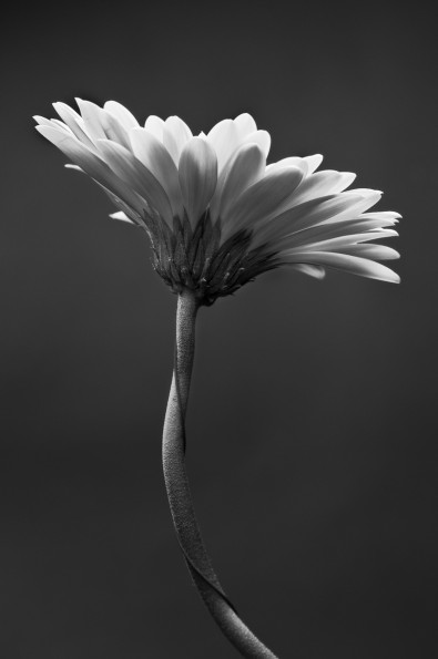 Blomma. Fotograf Lars-Göran Norlin