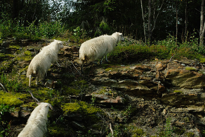 Mellan Mo i Rana och Hemavan