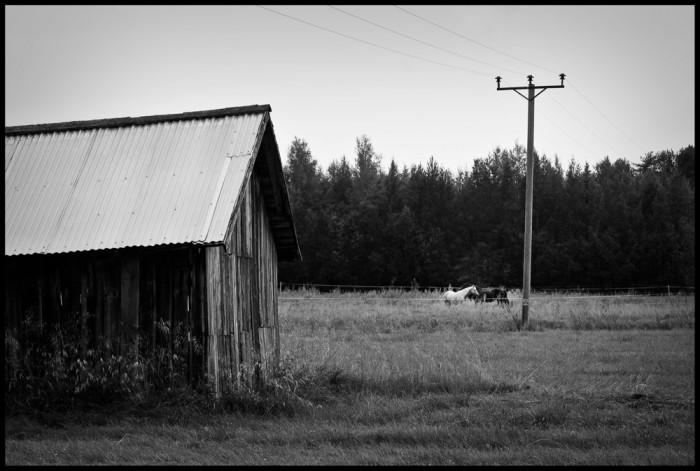 Hästarna © Fotograf Lars-Göran Norlin Hästarna, Bälinge Fotograf Lars-Göran Norlin
