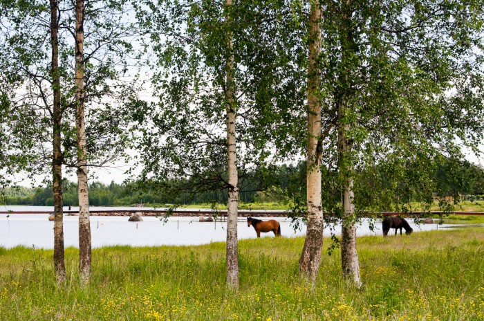 Hästar