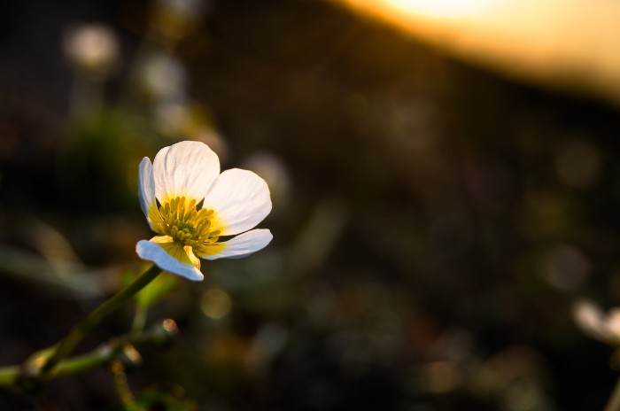Blomma, Bälinge © Fotograf Lars-Göran Norlin