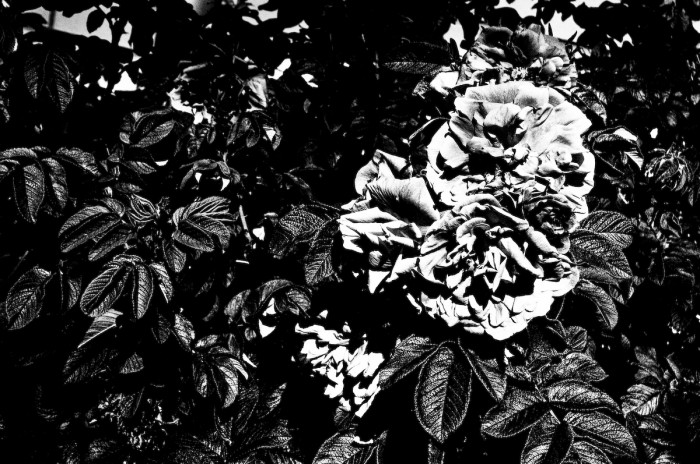 Blommor