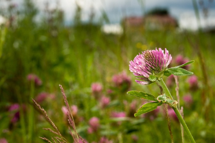 Blomma. Fotograf Lars-Göran Norlin