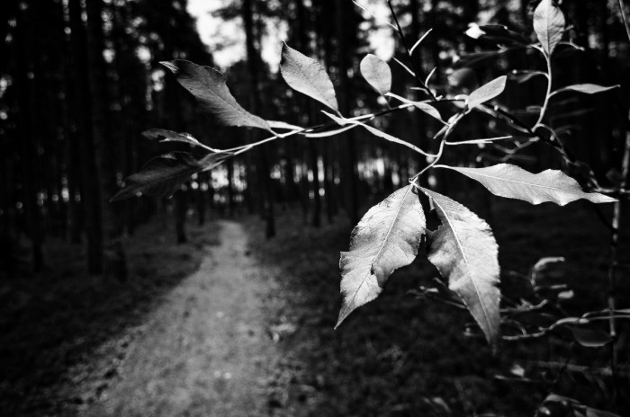 Stig i skogen, Fotograf Lars-Göran Norlin