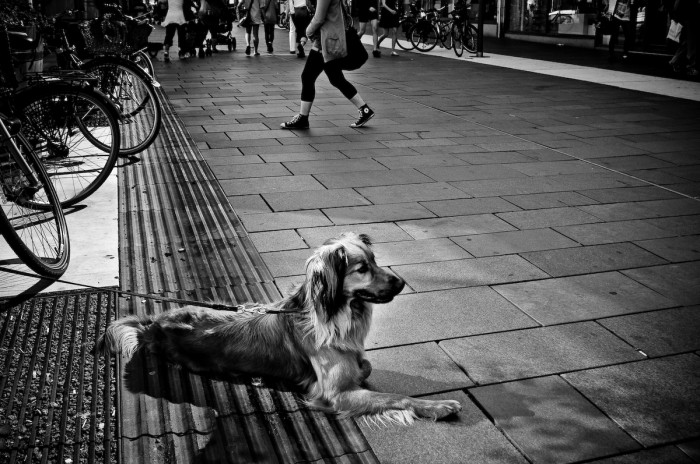 Hund på Kungsgatan, Umeå