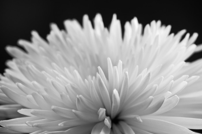 Blomma. Fotograf Lars-Göran Norlin