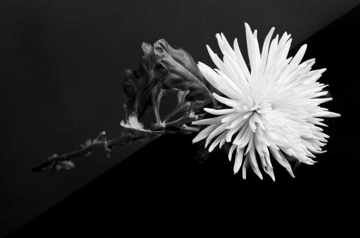Blomma. Fotograf Lars-Göran Norlin