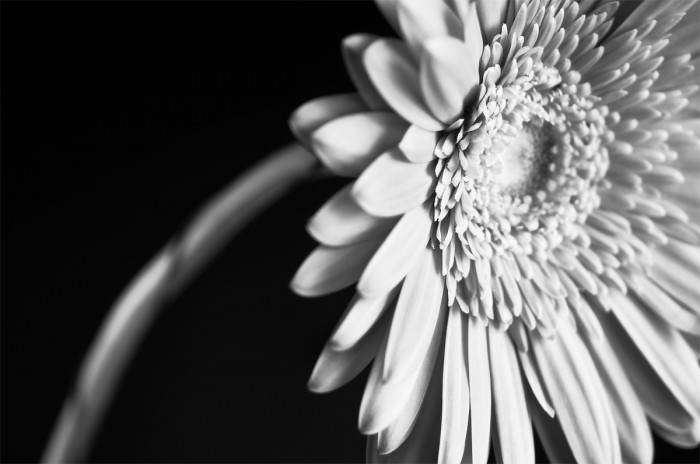 Blomma. Fotograf Lars-Göran Norlin