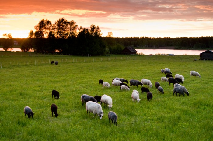 Får i Gäddvik, Luleå.