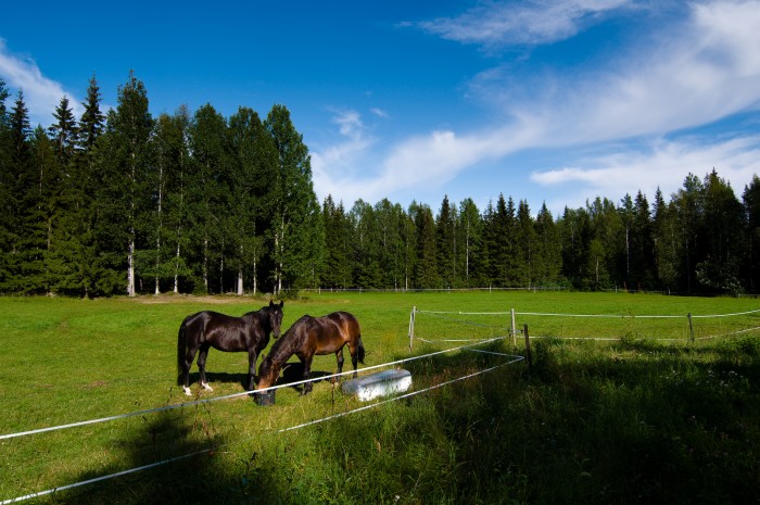 Hästar i Bälinge, Luleå. Fotograf Lars-Göran Norlin