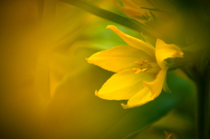 Blomma