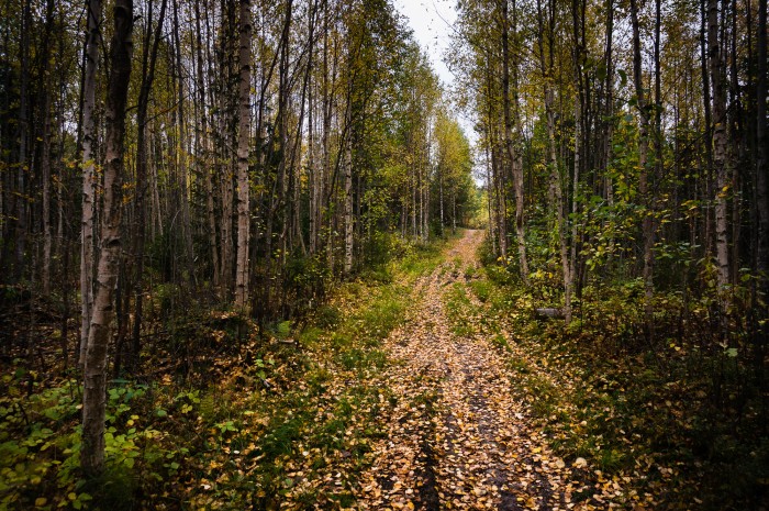 Stig i skogen.