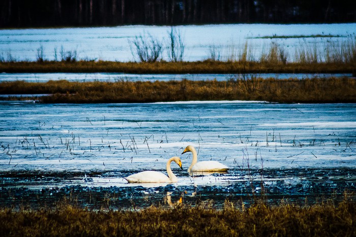 Alviksträsk, 20 april 2014.