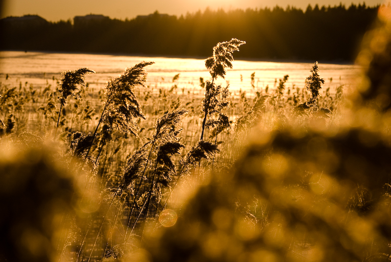 Nydala © Fotograf Lars-Göran Norlin
