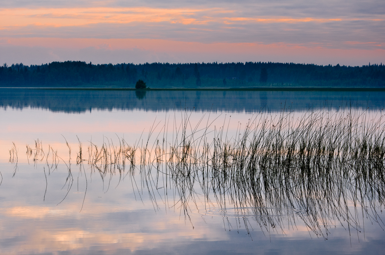 Träsket