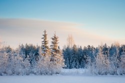 Vinterlandskap