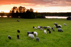 Gäddvik, Luleå. Fotograf Lars-Göran Norlin
