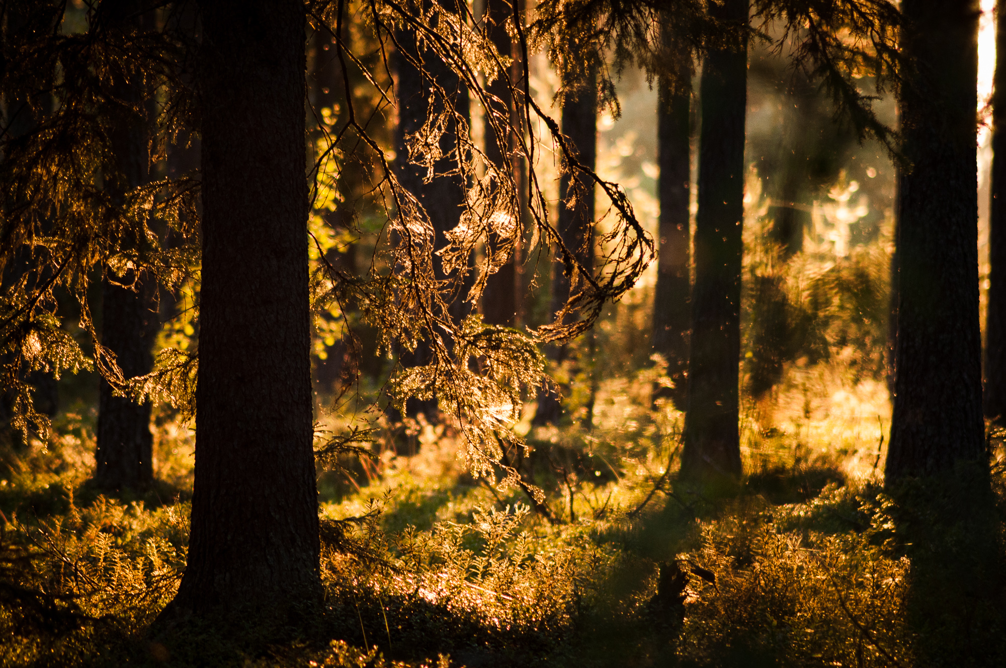 Skog